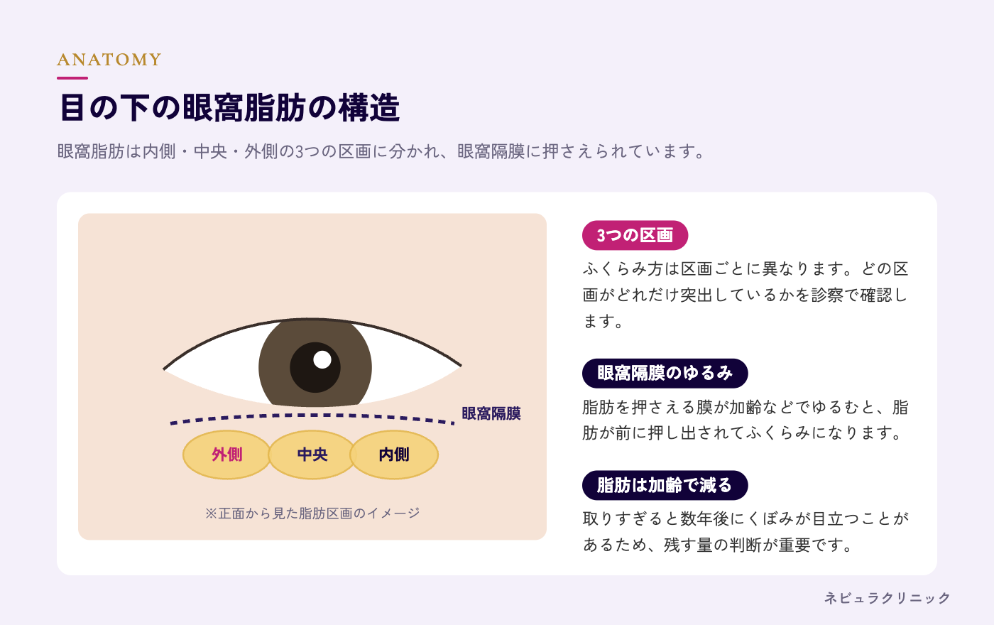 目の下の眼窩脂肪の構造（3つの脂肪区画と眼窩隔膜）の図解